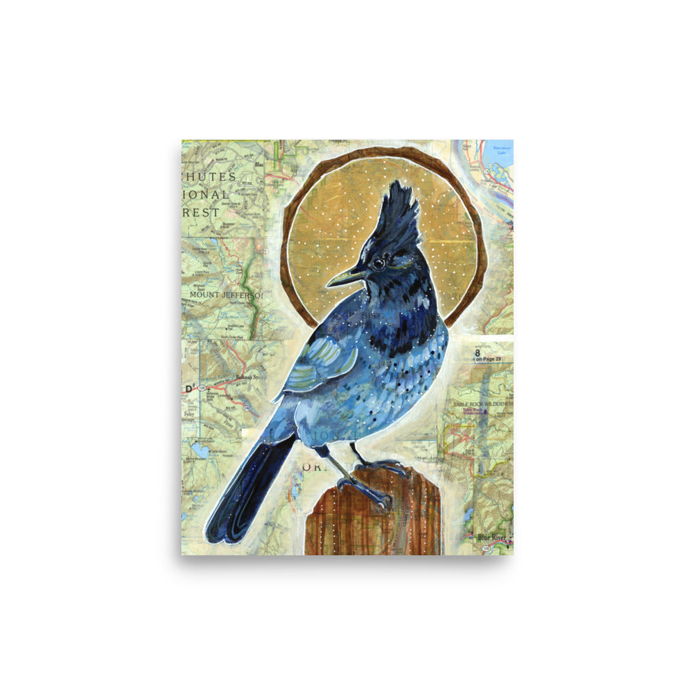 Steller's Jay Print