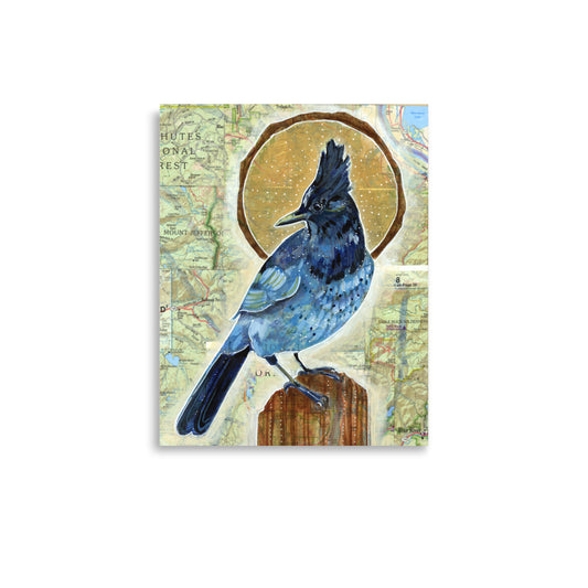 Steller's Jay Print